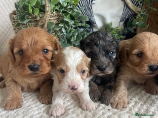 Cavapoo dogs - Advert 5