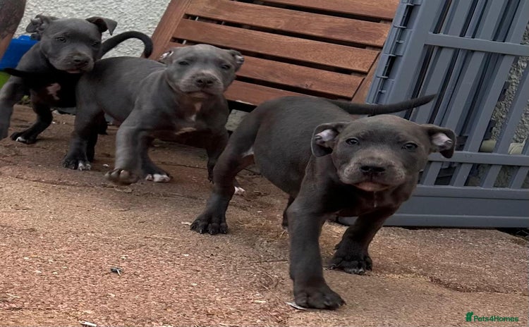 Staffordshire Bull Terrier dogs - Advert 6