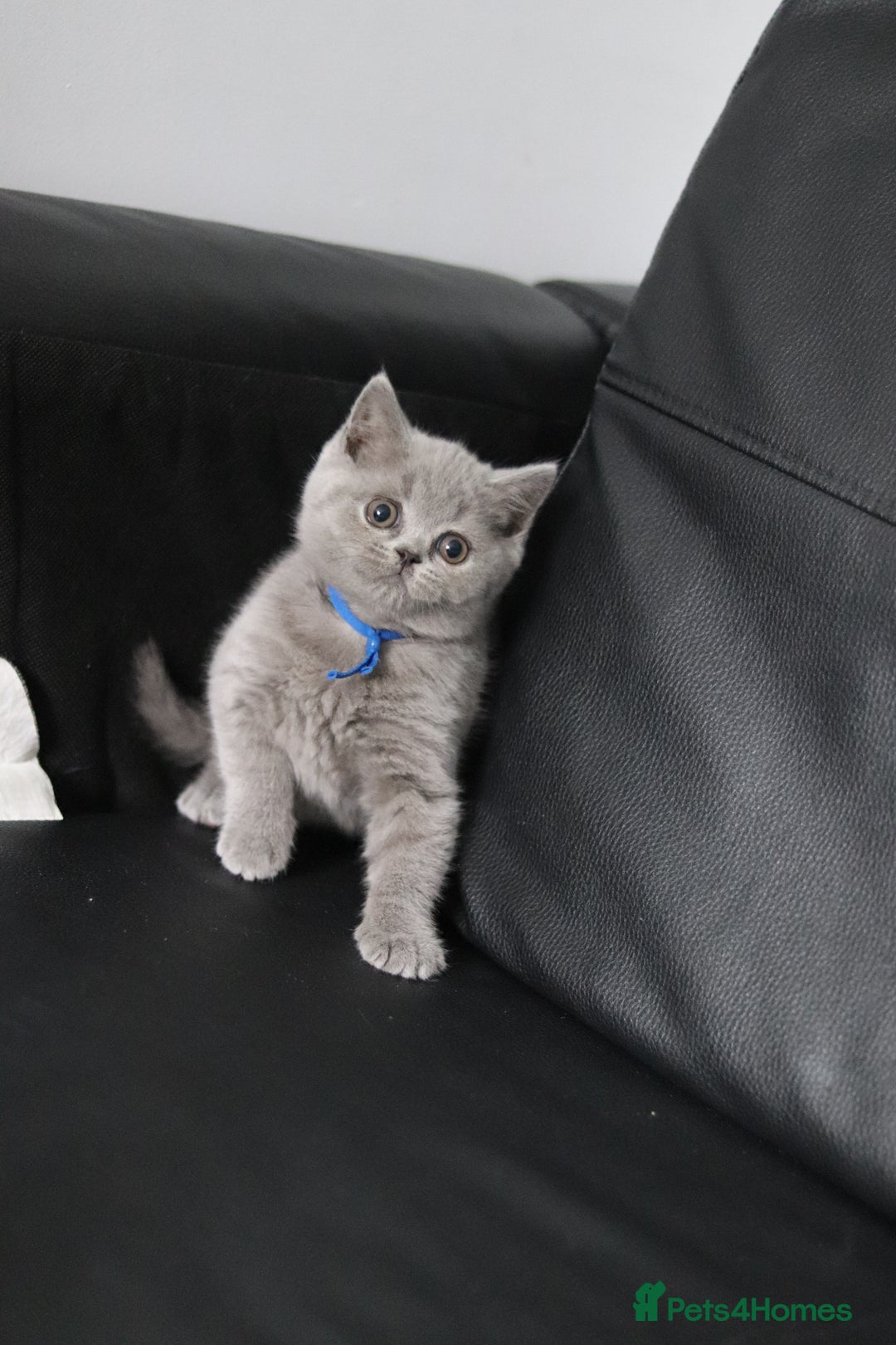 British Shorthair cats for sale: ✨️Outstanding GCCF Grand Chmp Line BSH ❤️ - Image 18