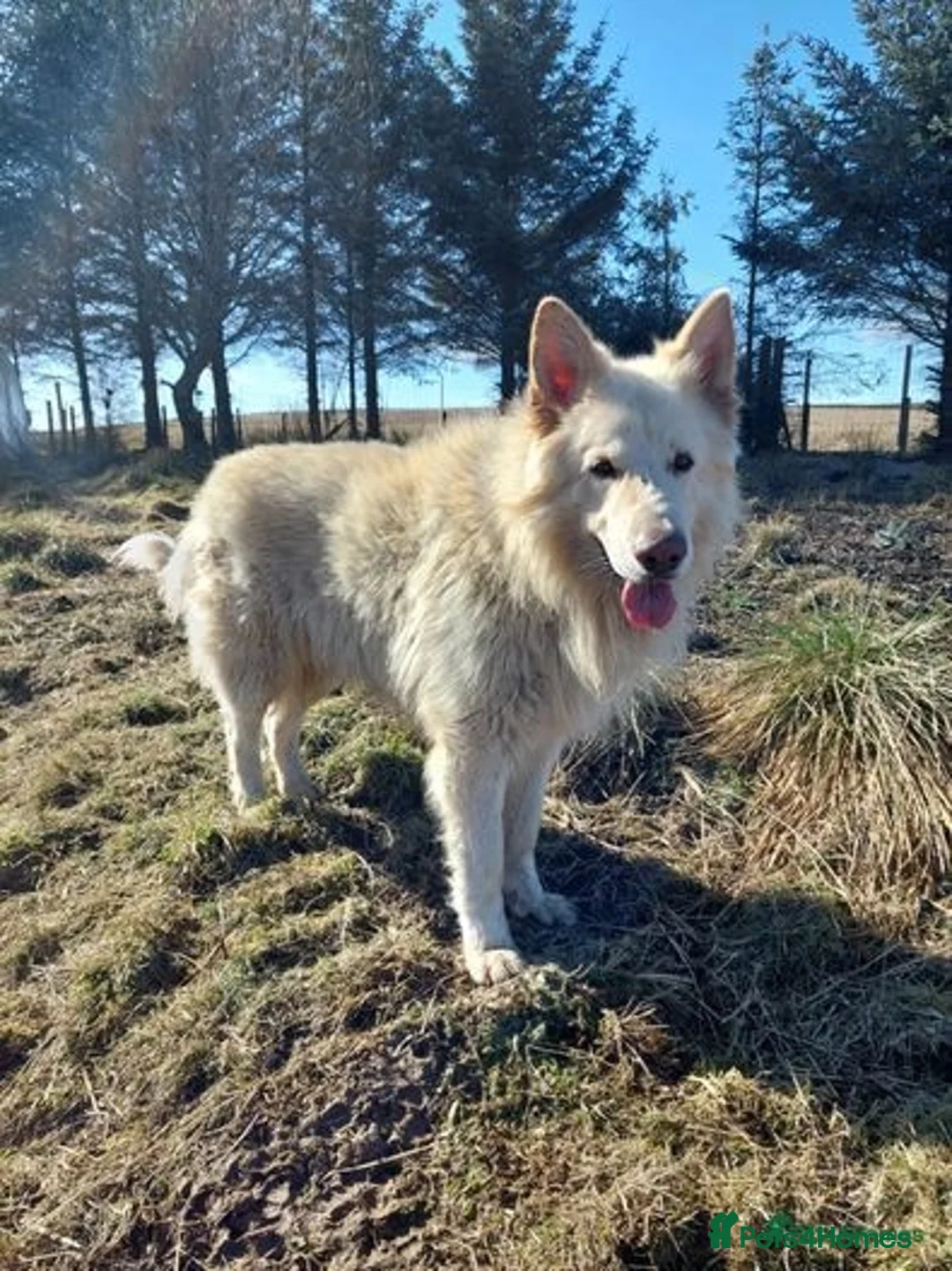 German Shepherd dogs for stud: Wolfgang - dog for stud in Ballindalloch - Image 1