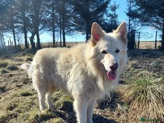 German Shepherd dogs in Ballindalloch - Advert 2