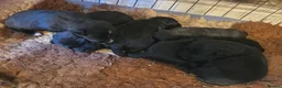 Patterdale Terrier dogs for sale: Patterdale terrier pups in York - Advert 7