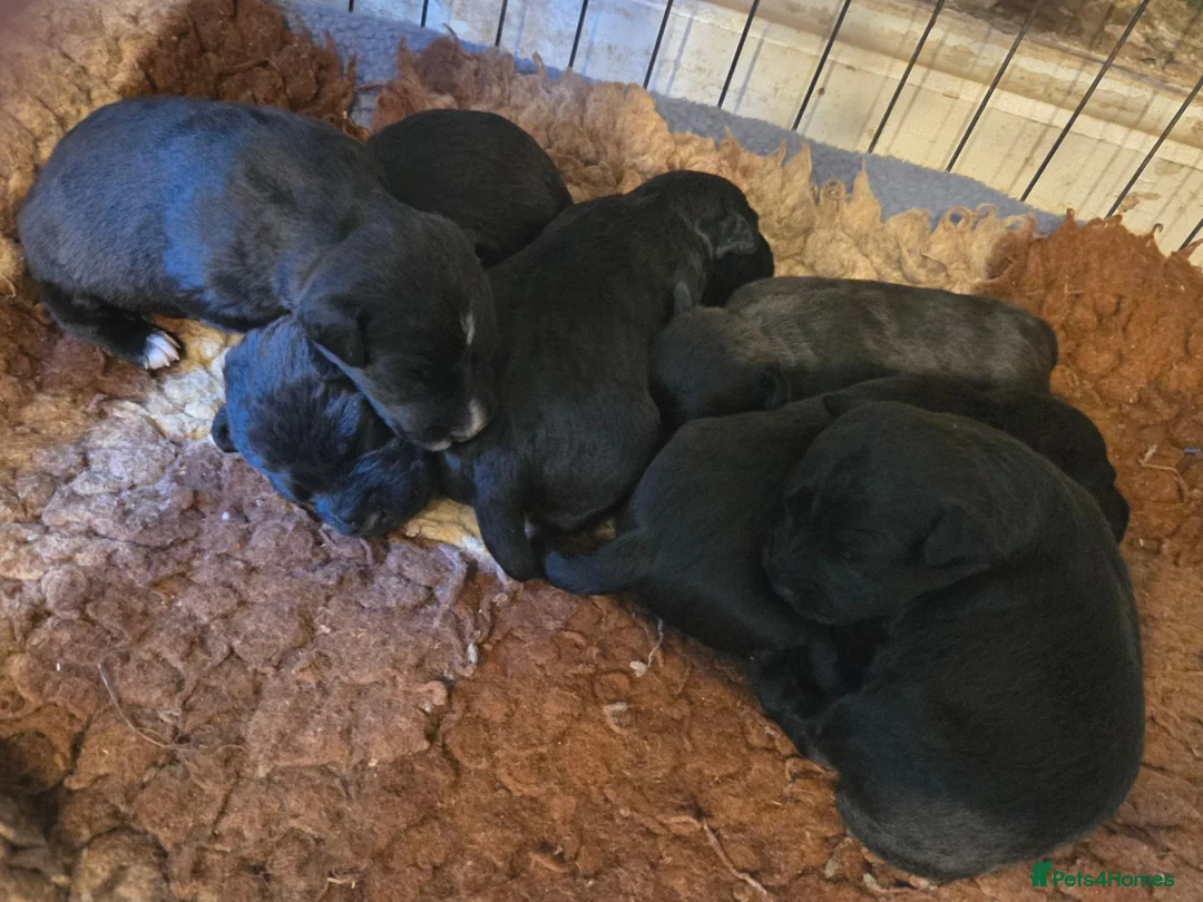 Patterdale Terrier dogs for sale: Patterdale terrier pups in York - Advert 7