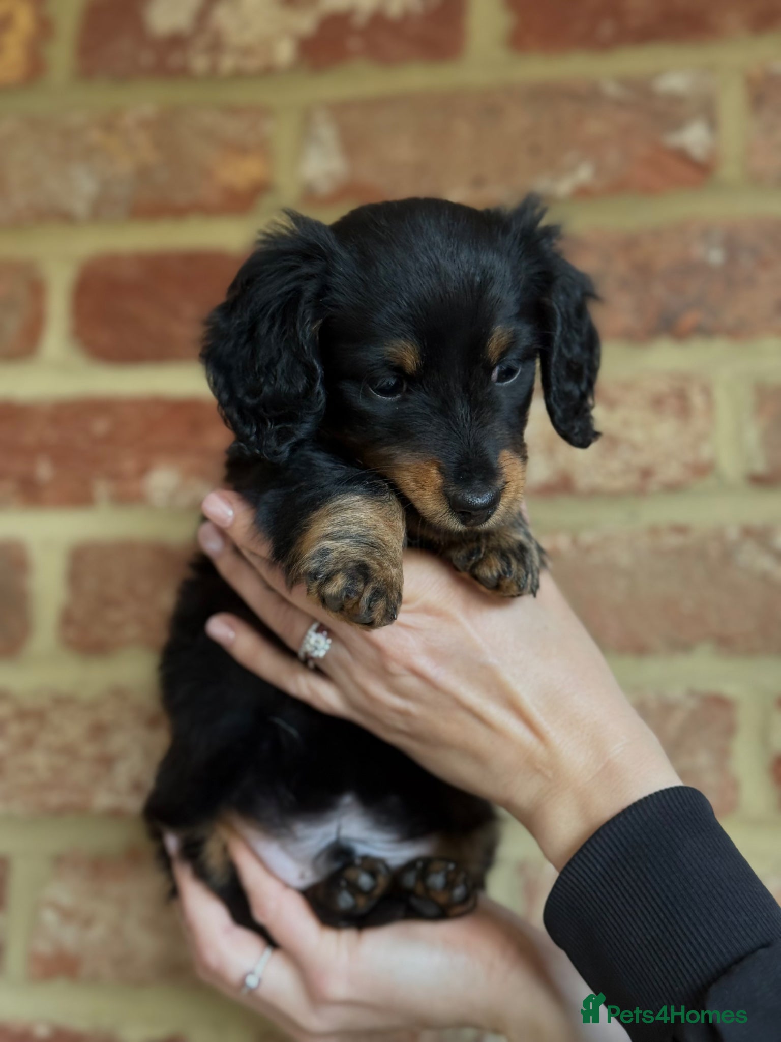 Miniature Dachshund dogs Long haired miniature dachshund  - Advert 2