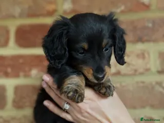 Miniature Dachshund dogs Long haired miniature dachshund - Advert 2