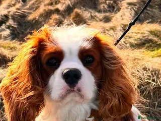 Cavalier King Charles Spaniel dogs STUD stunning cavalier king charles spaniel in Cheadle - Advert 4