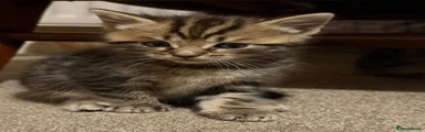 Boy 2