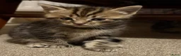Mixed Breed cats for sale: Bengal x Ragdoll x  in Macclesfield - Advert 5
