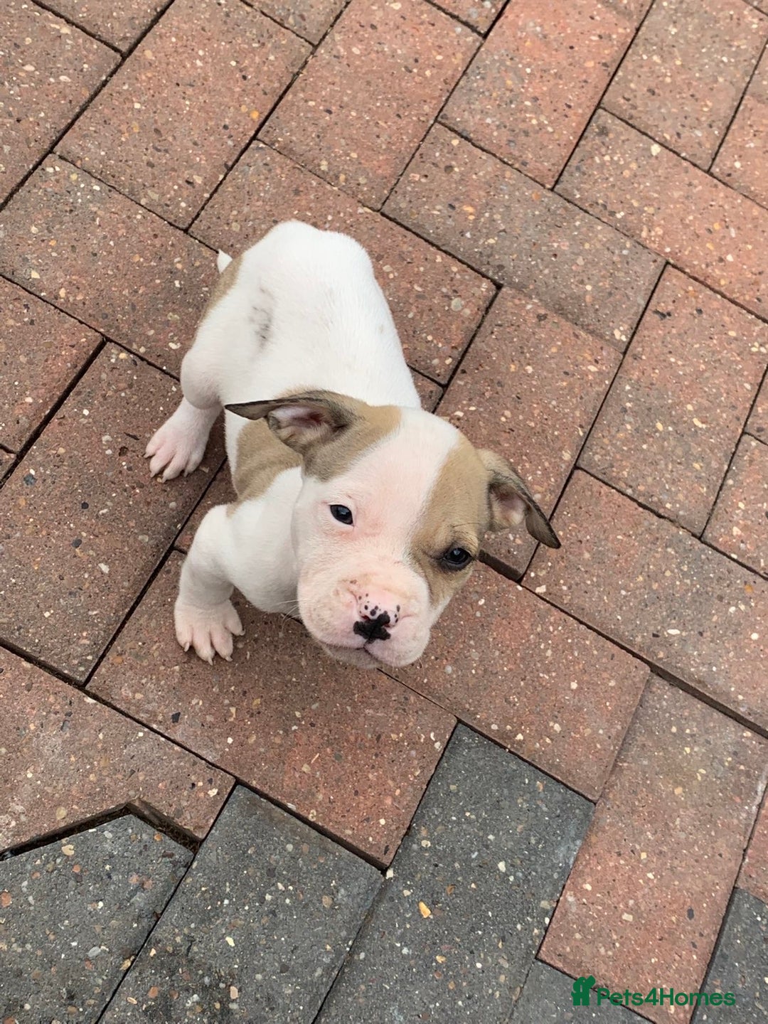 American Bulldog dogs for sale: American bull dogs  - Image 7