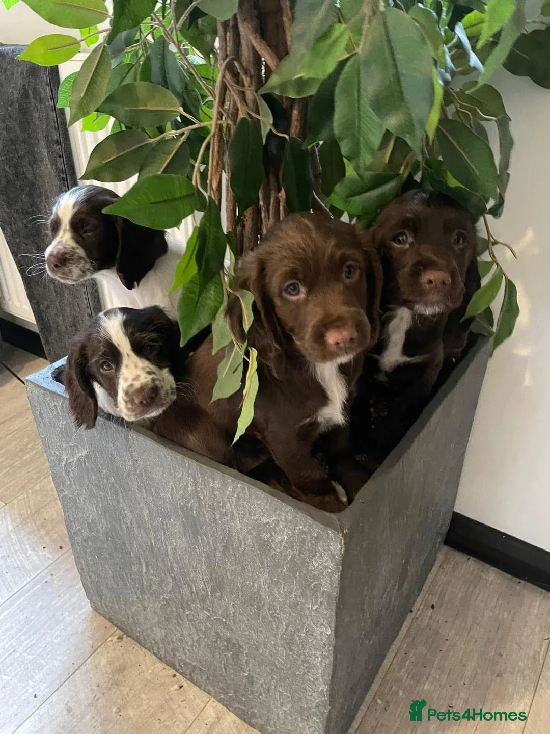 Sprocker dogs for stud: Health tested sprocker for stud in Shrewsbury - Advert 30