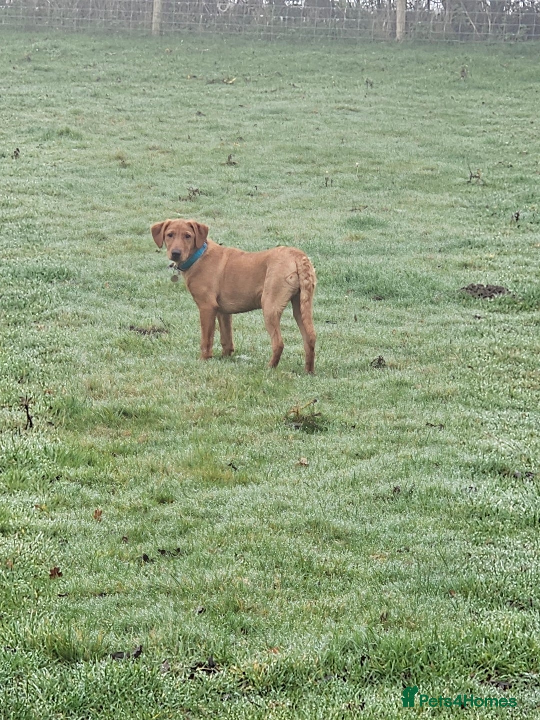 Labrador Retriever dogs for sale: Fox red lab bitch 6 months old. - Advert 3