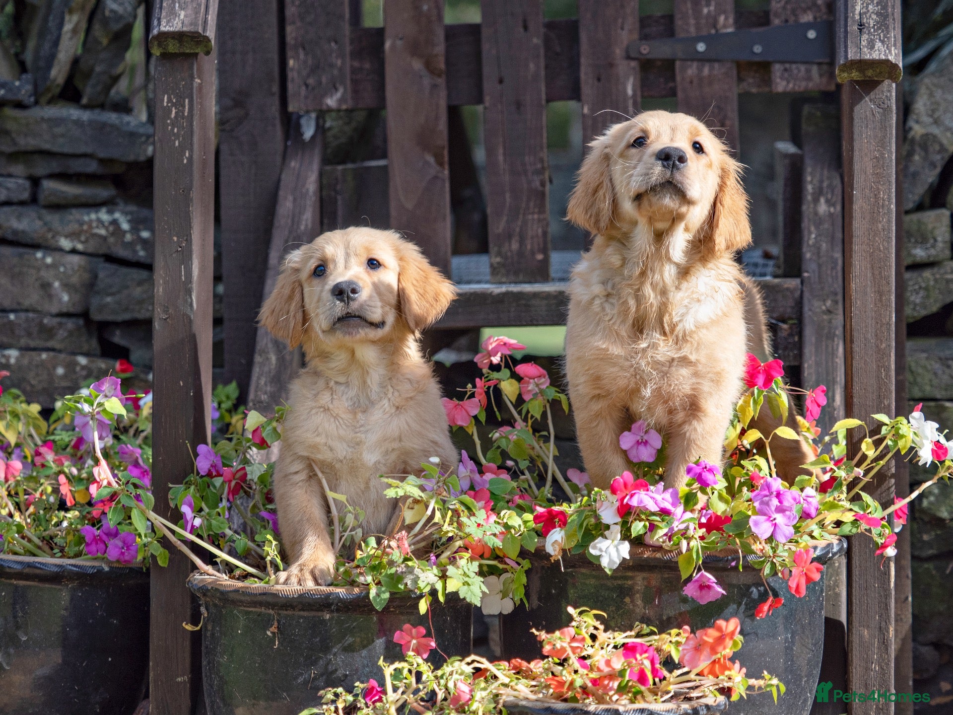 Golden Retriever dogs READY NOW Fox Red, KC, Health Tested Pups - Advert 1