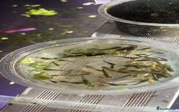 Platies fish for sale: Guppy baby’s and juvenile guppy’s  - Image 2