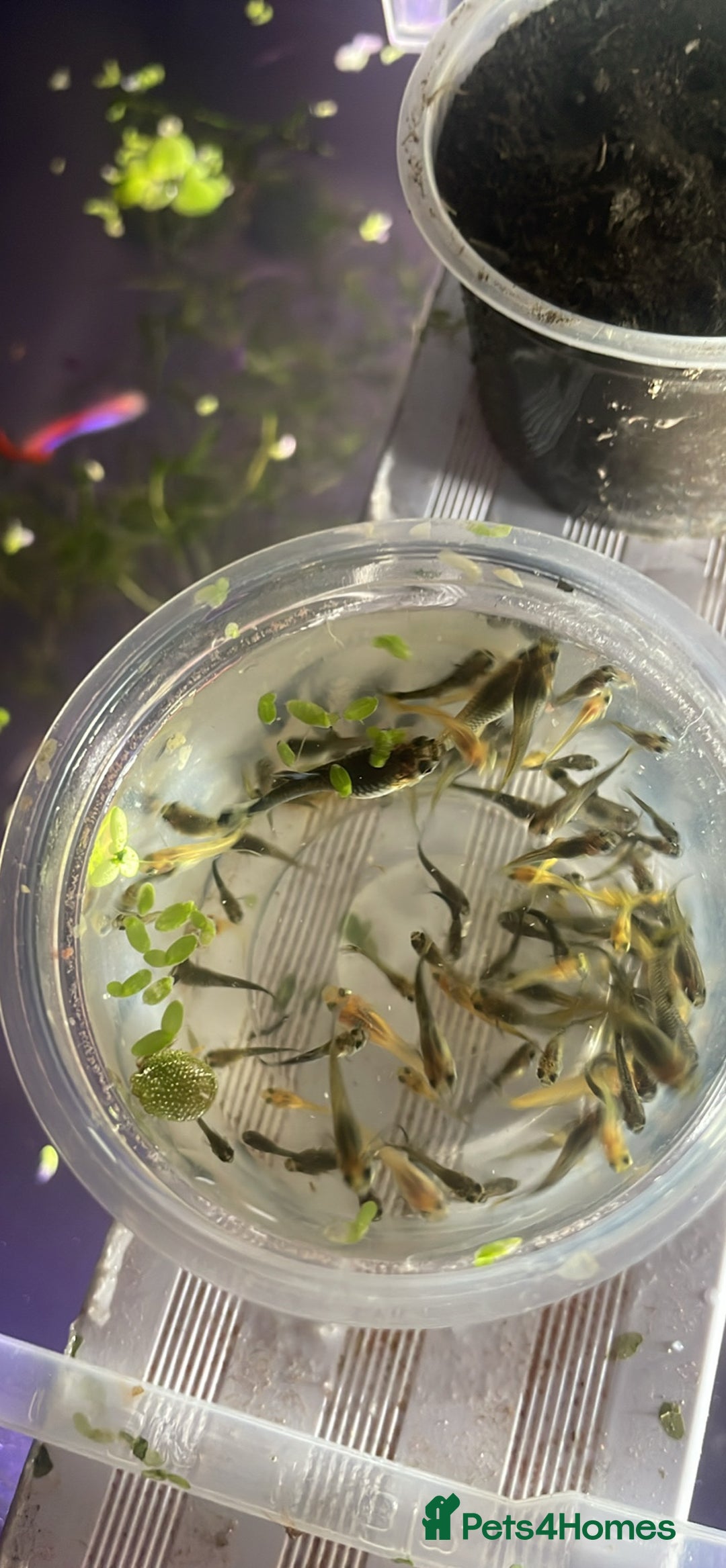 Platies fish for sale: Guppy baby’s and juvenile guppy’s  - Image 2