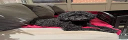 Toy Poodle dogs for sale: Toy Poodle Puppies  - Advert 4