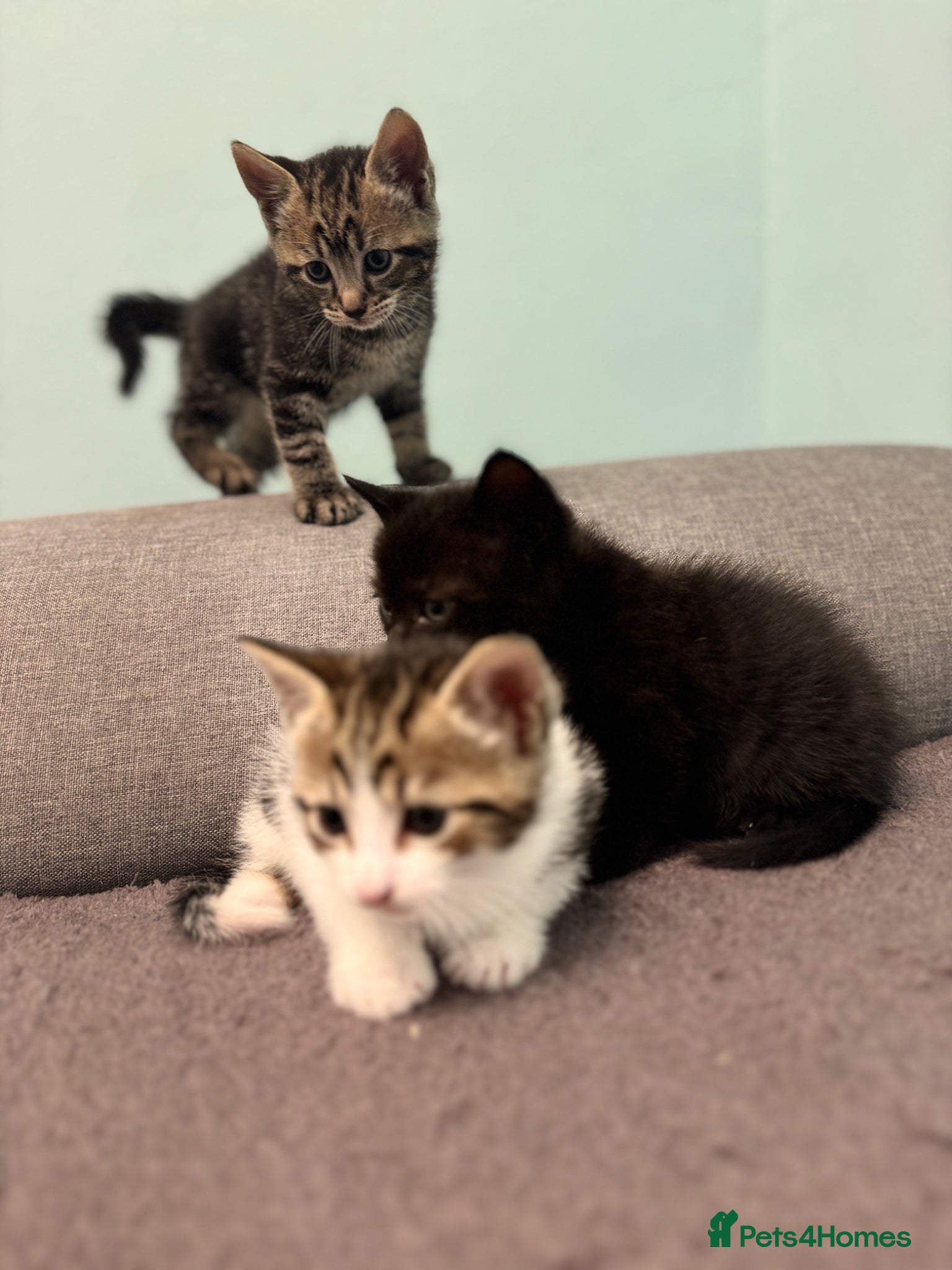 Mixed Breed cats for sale: Adorable Kittens Looking for Loving Homes 🐾 - Advert 2