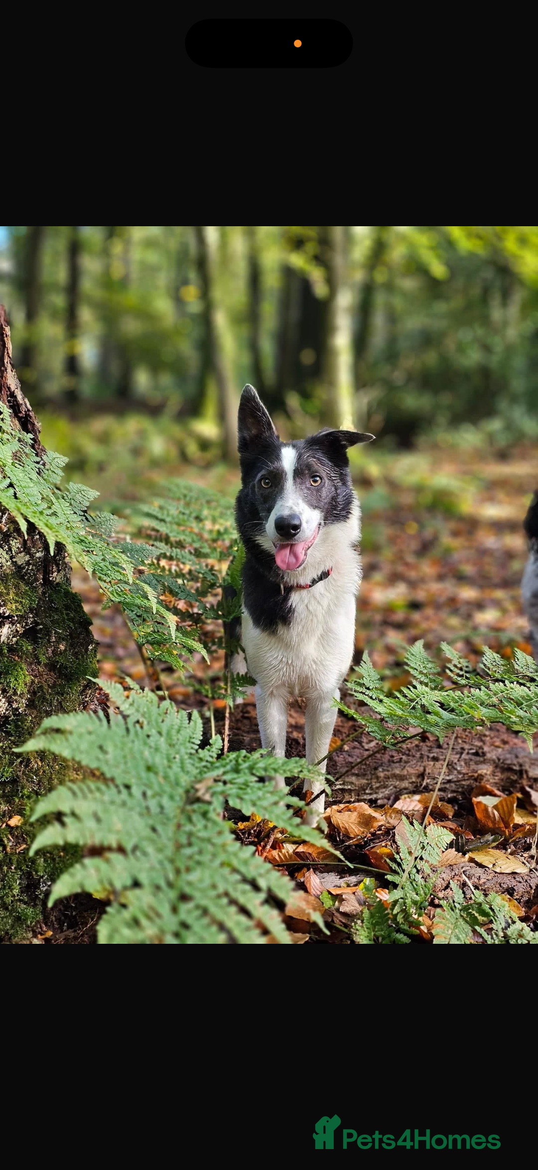 Border Collie dogs for sale: 10 amazing puppies - Advert 3