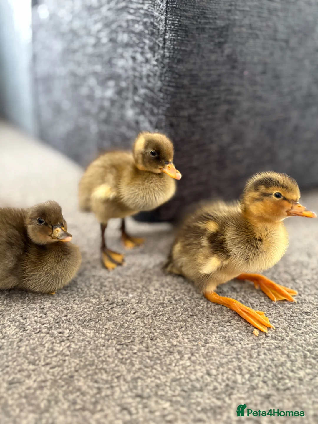 Ducks poultry for sale: X3 Indian runner ducklings READY NOW - Advert 4