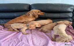 Cocker Spaniel dogs for sale: Pure bread spaniel  - Image 9