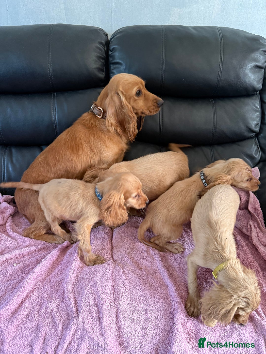 Cocker Spaniel dogs for sale: Pure bread spaniel  - Image 9