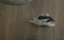 Mixed Breed cats for sale: 6 kittens all different colours  - Image 2