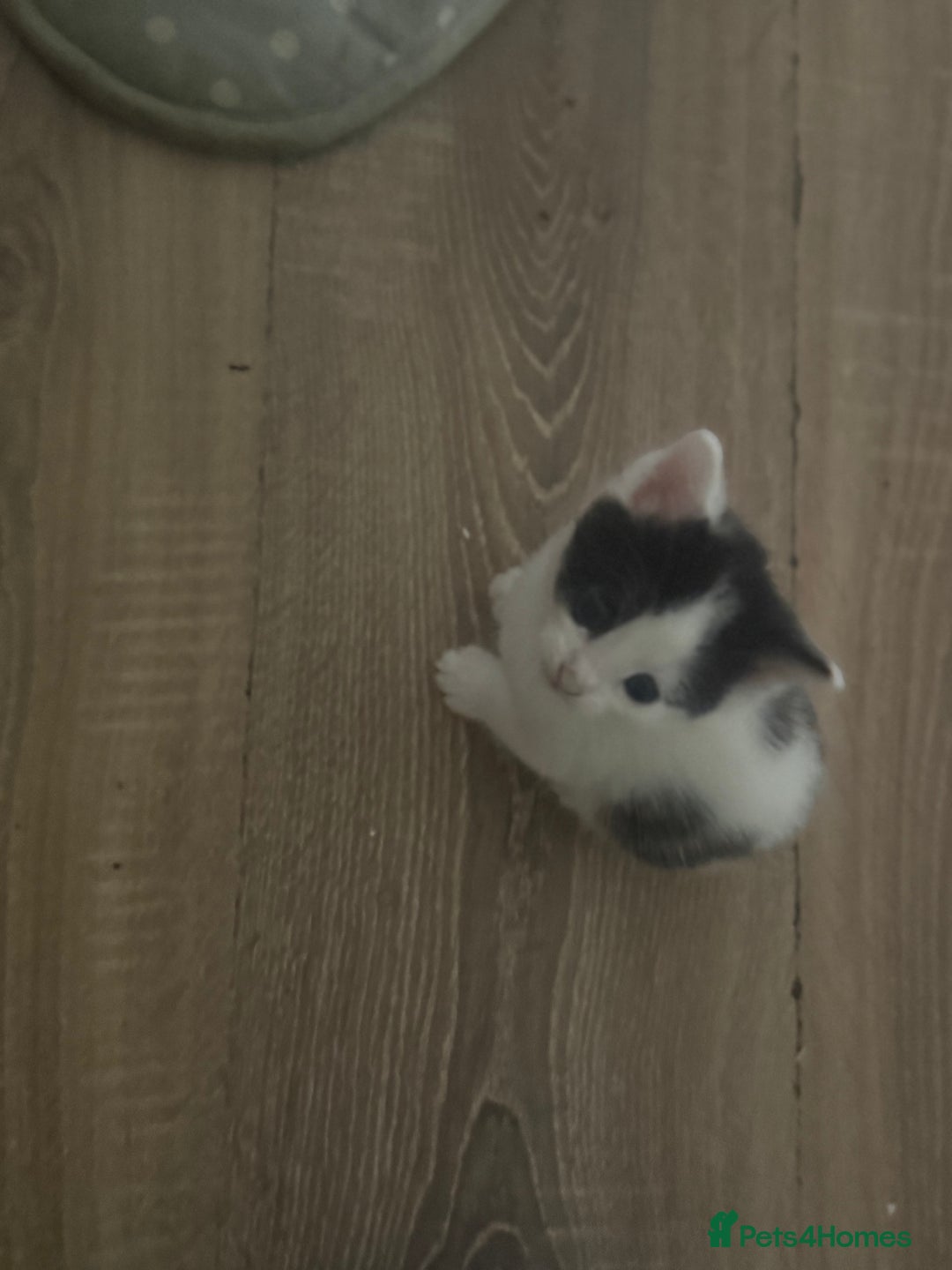 Mixed Breed cats for sale: 6 kittens all different colours  - Image 2