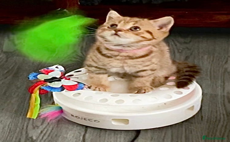 British Shorthair cats - Advert 3