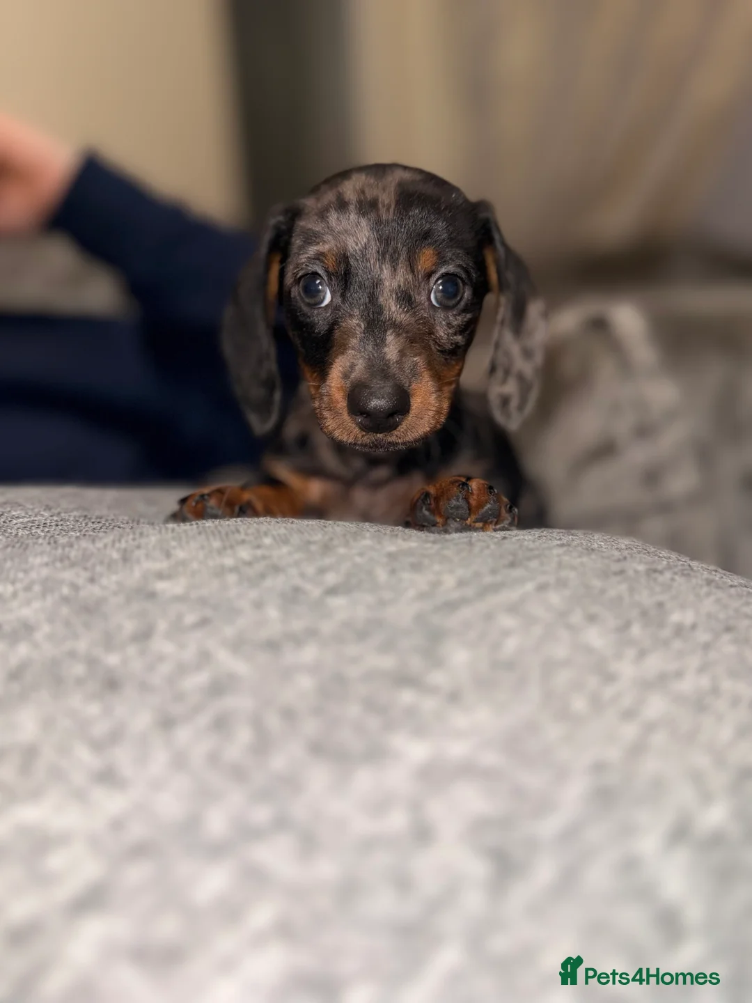 Dachshund dogs for sale: Dachshund  - Advert 3