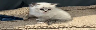 Ragdoll Kitten 3 - Female