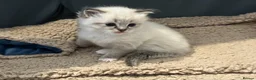 Ragdoll cats for sale: Pure Bred Ragdoll Kittens - Advert 4