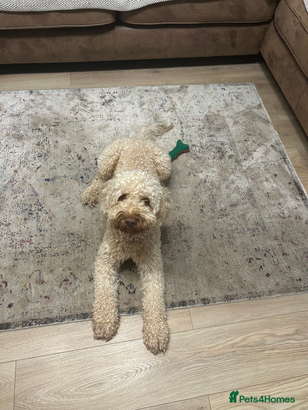 Cockapoo dogs for stud: Teddy, ready for stud, stud approved  - Advert 3