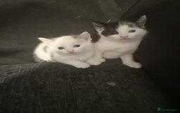 Mixed Breed cats for sale: 5 kittens  - Image 3