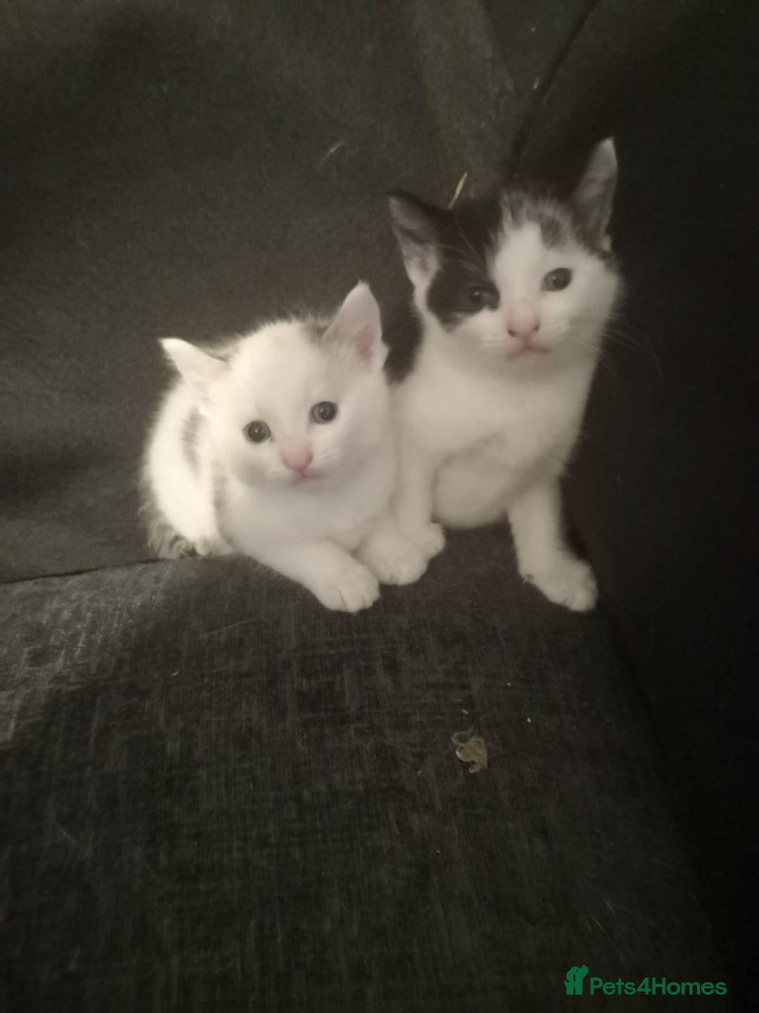 Mixed Breed cats for sale: 5 kittens  - Image 3