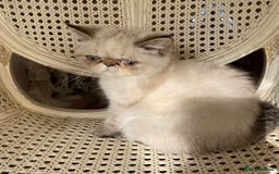 Exotic cats for sale: Outstanding Exotic Persian  - Image 1