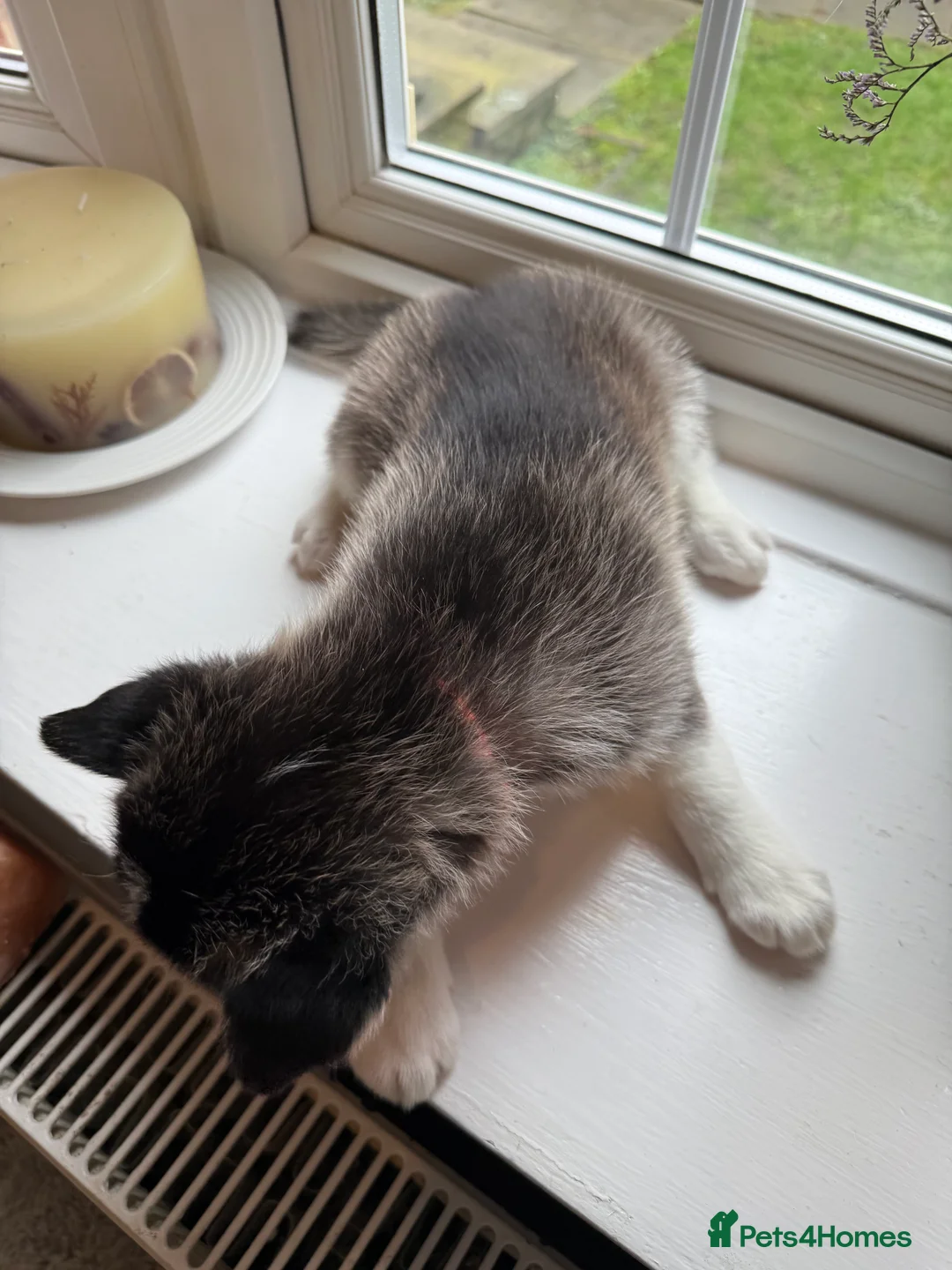 Siberian Husky dogs for sale: Gorgeous, Healthy & Fully Insured Siberian puppies in Stanmore - Advert 20