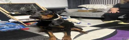 Dobermann dogs for sale: Juno is looking for her forever home.  - Advert 2