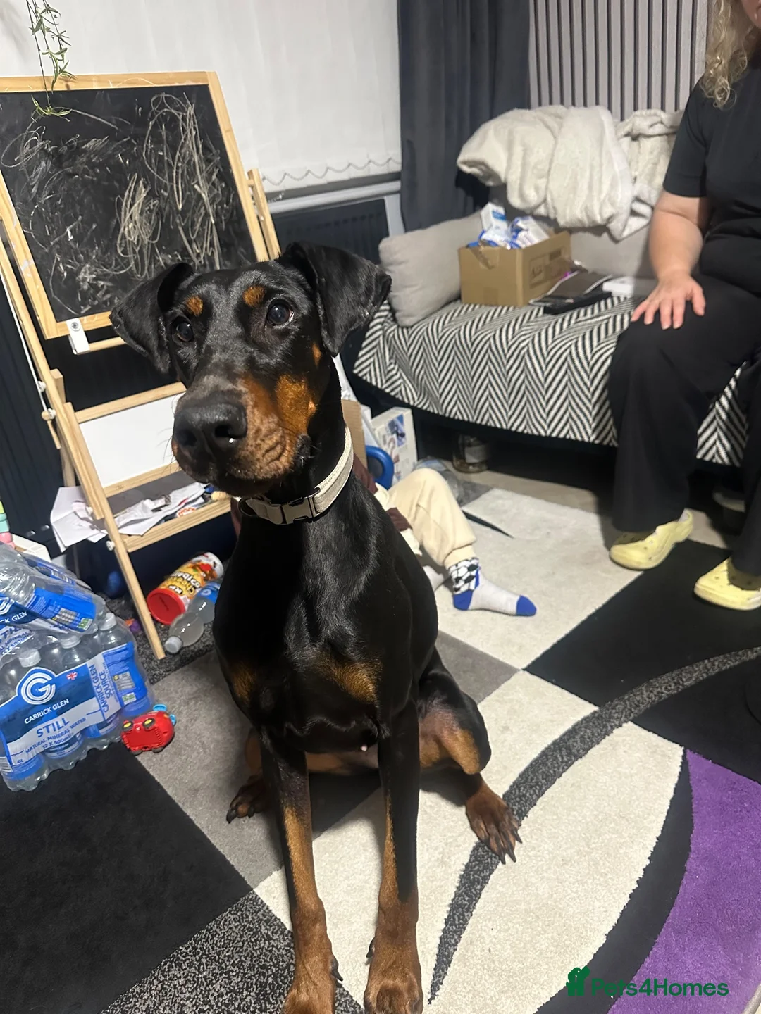 Dobermann dogs for sale: Juno is looking for her forever home.  - Advert 2