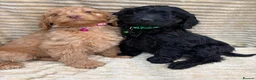 Cockapoo dogs for sale: Beautiful Cockapoo Puppies  - Advert 12