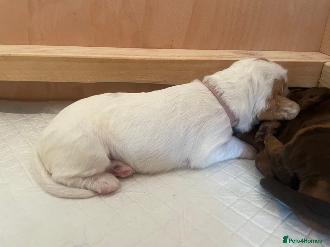 Cocker Spaniel dogs for sale: Gorgeous Working Cocker Spaniel Puppies  - Image 16