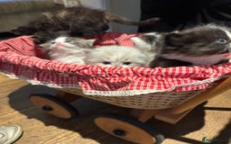 Mixed Breed cats for sale: Chamomile’s kittens - Image 2