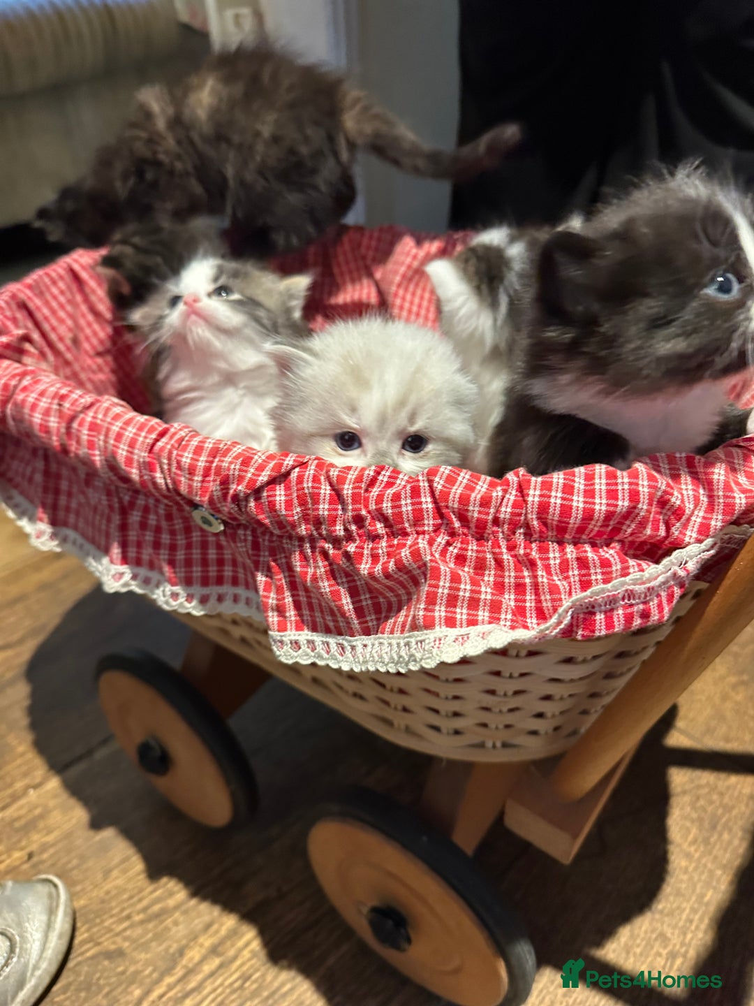 Mixed Breed cats for sale: Chamomile’s kittens - Image 2
