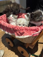 Mixed Breed cats - Advert 6