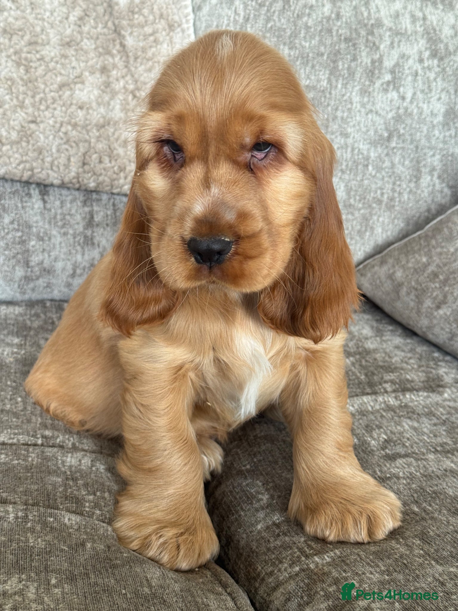 Cocker Spaniel dogs 100% SHOWTYPE KC REG FROM HEALTH TESTED PARENTS  - Advert 17