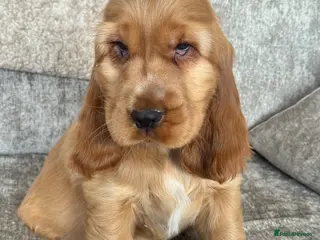 Cocker Spaniel dogs 100% SHOWTYPE KC REG FROM HEALTH TESTED PARENTS - Advert 17