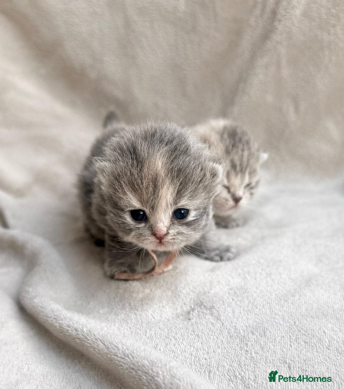 British Shorthair cats 5* TICA reg kittens health tested parents  - Advert 6