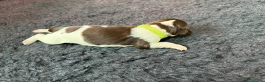 Yellow, Liver & White Dog