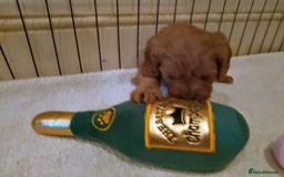 Cavapoo dogs for sale: F1 Cavapoo Pups  - Image 19