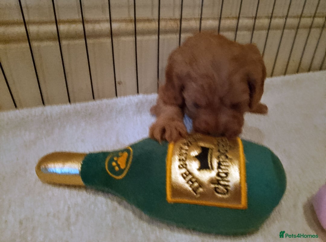 Cavapoo dogs for sale: F1 Cavapoo Pups  - Image 19