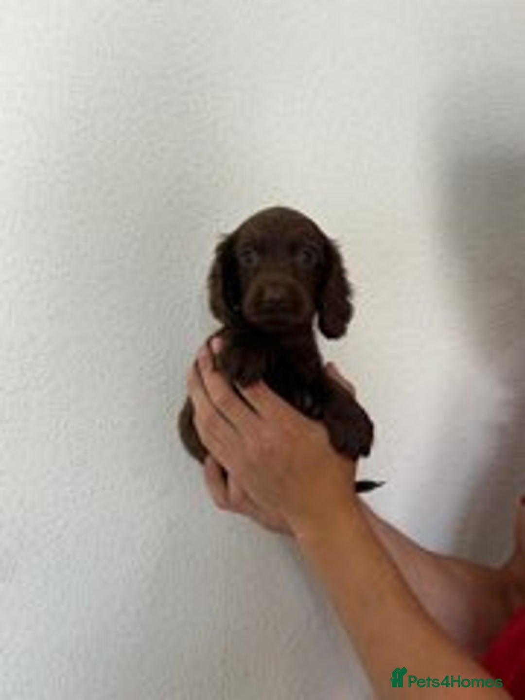Cocker Spaniel dogs for sale: STUNNING COCKER SPANIEL PUPPIES  - Image 15