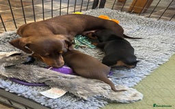 Miniature Dachshund dogs for sale: Gorgeous KC reg miniature Dachshund puppies  - Image 15